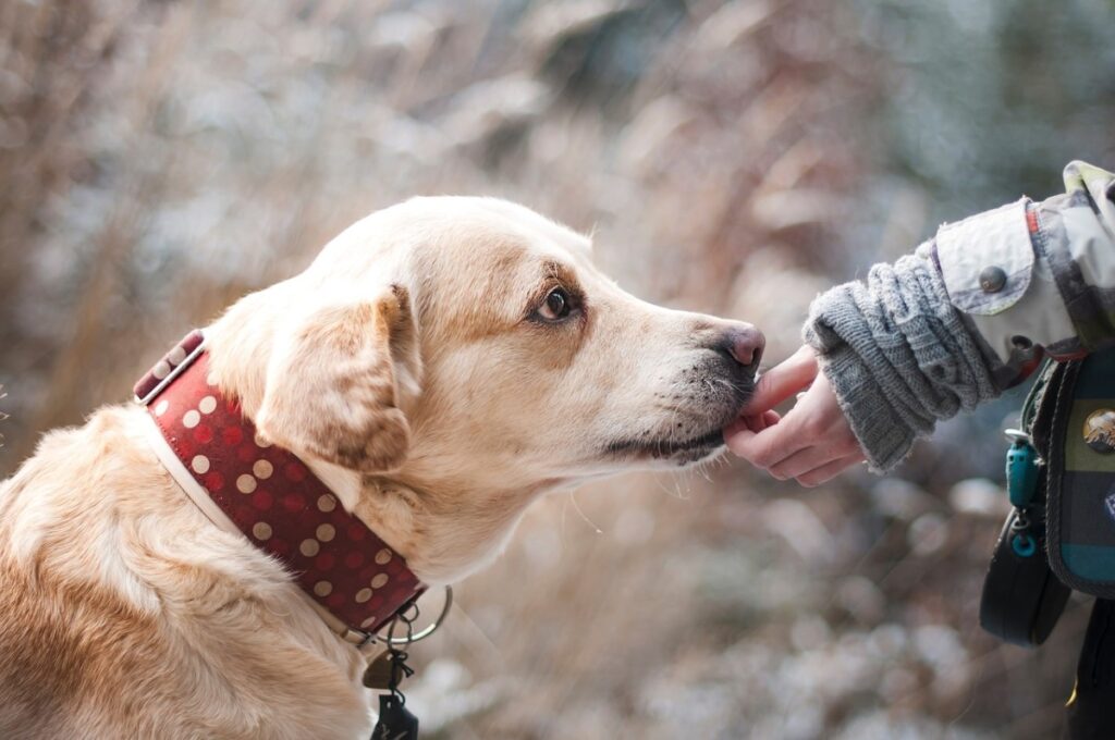 CBD Dog Treats