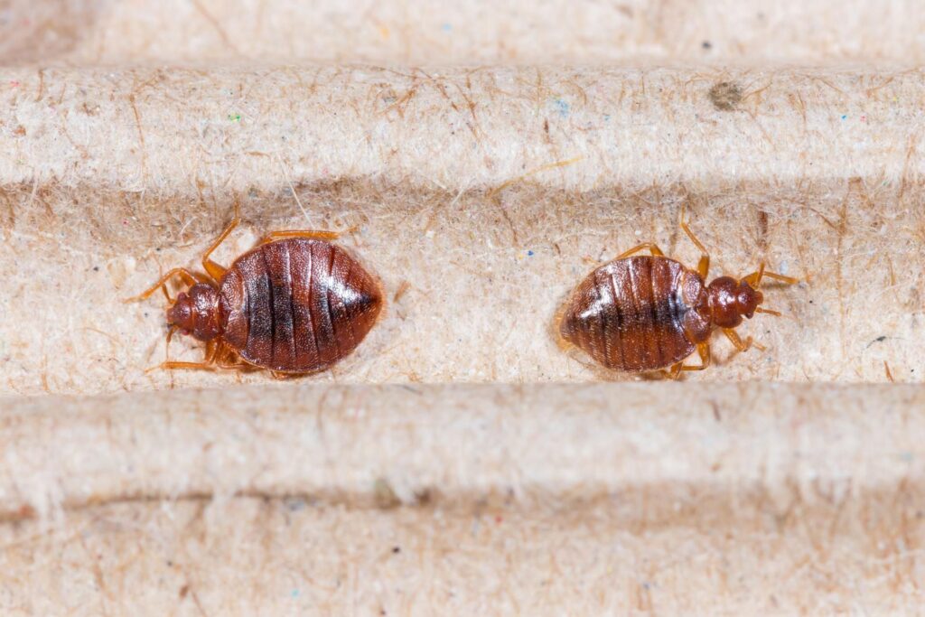 Eliminate Bed Bugs